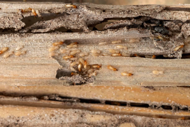 Best Wildlife Control Services  in Morgantown, KY