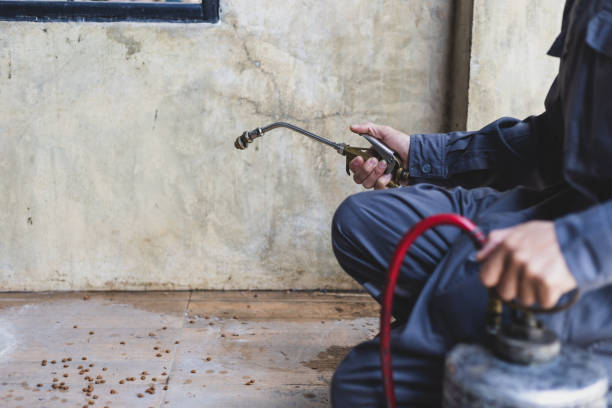 Best Flea Control Services  in Morgantown, KY